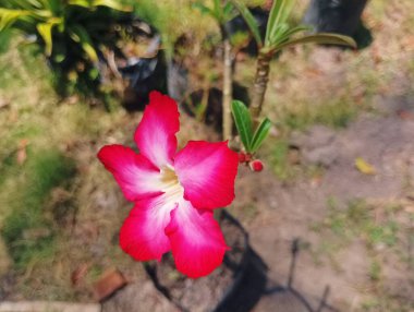 Açık Bahçe 'de Canlı Pembe Çöl Gülü' nün Yakın Çekimi