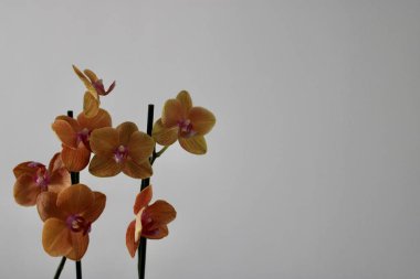 Ev dekorasyonu için orkide sanatı