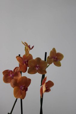 narin ve zarif bir orkide.