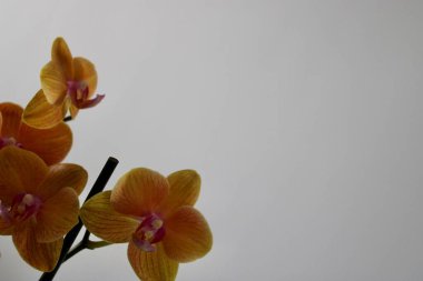 Doğal orkide çiçeği.