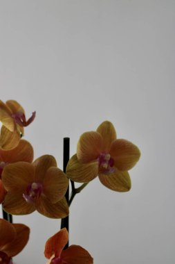 Fresh and beautiful orange orchid  clipart