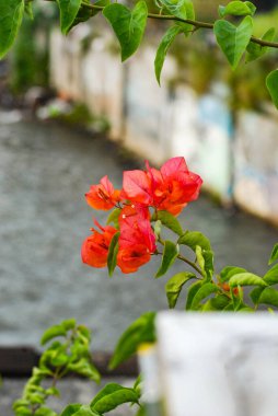 Kırmızı kağıt çiçek ya da Bougainvillea yaya parkının arka planında bulanık bir şekilde yetişir