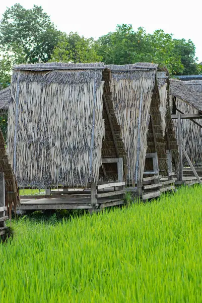Geleneksel ev bambu yaprağı sapları ve kahverengi hindistan cevizi yaprakları, geleneksel ahşap duvarlar.