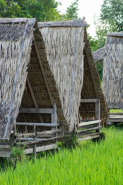 Geleneksel ev bambu yaprağı sapları ve kahverengi hindistan cevizi yaprakları, geleneksel ahşap duvarlar.
