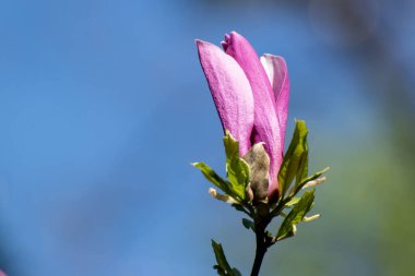 Güzel pembe çiçekler bir ağaç dalında