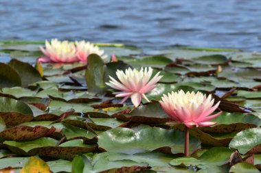 Gölette nilüfer çiçeği