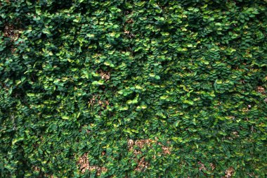 Yeşil yapraklar arka plan Yaprak dokusu doğa konseptiyle