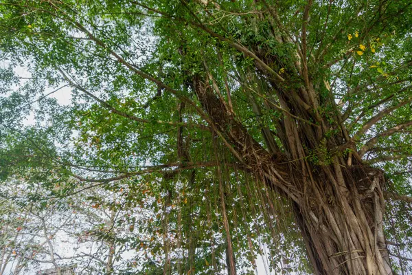 Kasaba meydanında büyük, gölgeli bir banyan ağacı. Kökleri çok yoğun.