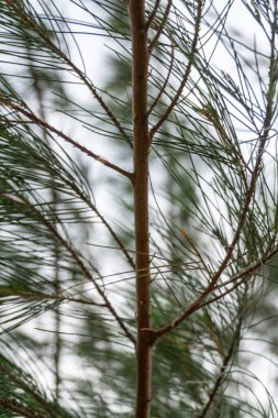 Çimento zemin fayansları yosun ve çimenlerle doludur. Taş kaldırım, Bintan merkez bölgesi Tanjung pinang km 9