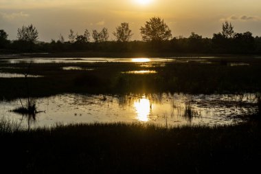 Bintan City Endonezya 'nın mangrov ormanlarındaki küçük adaları birleştiren köprülerden biri.