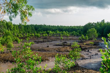 Bintan City Endonezya 'nın mangrov ormanlarındaki küçük adaları birleştiren köprülerden biri.