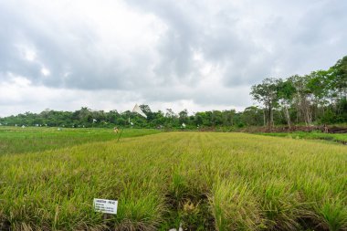 Tarım çeltik tarlaları ve tahıl ekinleri otlakları hasat ediyor
