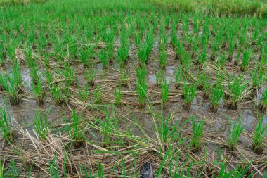 Tarım, güzel pirinç tarlaları. Bu, Endonezya 'daki ve Asya' daki bazı ülkelerdeki temel gıdadır..