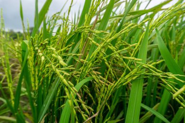 Tarım, güzel pirinç tarlaları. Bu, Endonezya 'daki ve Asya' daki bazı ülkelerdeki temel gıdadır..