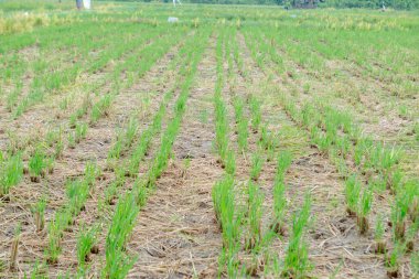 Tarım, güzel pirinç tarlaları. Bu, Endonezya 'daki ve Asya' daki bazı ülkelerdeki temel gıdadır..