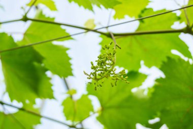 Ağaçta yeşil üzümler asılı, sıcak. Yeşil yapraklı olgunlaşmamış üzümler. Vineyard 'ın doğa geçmişi. Üzüm konsepti