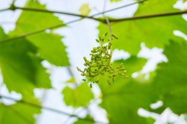Ağaçta yeşil üzümler asılı, sıcak. Yeşil yapraklı olgunlaşmamış üzümler. Vineyard 'ın doğa geçmişi. Üzüm konsepti