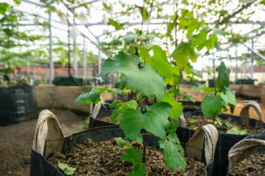 Küçük bir sarmaşık. İyi bakılmış ve yetiştirilmiş. Vineyard 'ın doğa geçmişi. Üzüm konsepti. Doğal ve sıcak.