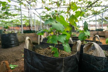 Küçük bir sarmaşık. İyi bakılmış ve yetiştirilmiş. Vineyard 'ın doğa geçmişi. Üzüm konsepti. Doğal ve sıcak.