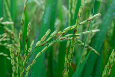 Pirinç tarlası arka planlı pirinç tohumlarının yakın plan fotoğrafı, güzel pirinç tarlaları. Bu Endonezya 'daki ve Asya' daki bazı ülkelerin temel gıdası..