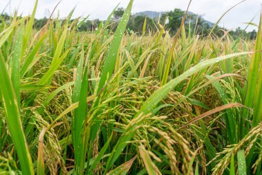 Pirinç tarlası arka planlı pirinç tohumlarının yakın plan fotoğrafı, güzel pirinç tarlaları. Bu Endonezya 'daki ve Asya' daki bazı ülkelerin temel gıdası..