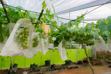Ağaçta yeşil üzümler asılı, sıcak. Olgunlaşmamış üzümler paketlenmiş ve iyi bakılmış. Vineyard 'ın doğa geçmişi. Üzüm konsepti