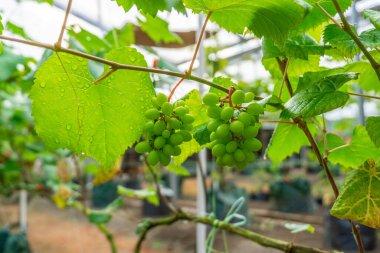 Ağaçta yeşil üzümler asılı, sıcak. Olgunlaşmamış üzümlere iyi bakılıyor. Vineyard 'ın doğa geçmişi. Üzüm konsepti