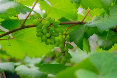 Ağaçta yeşil üzümler asılı, sıcak. Olgunlaşmamış üzümlere iyi bakılıyor. Vineyard 'ın doğa geçmişi. Üzüm konsepti