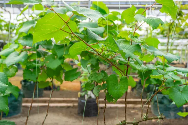 Ağaçta yeşil üzümler asılı, sıcak. Olgunlaşmamış üzümlere iyi bakılıyor. Vineyard 'ın doğa geçmişi. Üzüm konsepti