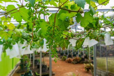 Ağaçta yeşil üzümler asılı, sıcak. Olgunlaşmamış üzümlere iyi bakılıyor. Vineyard 'ın doğa geçmişi. Üzüm konsepti