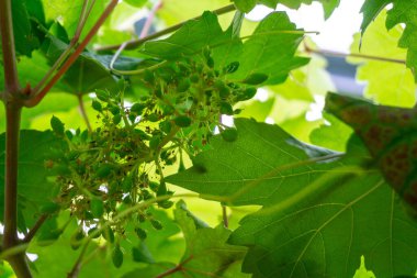 Ağaçta yeşil üzümler asılı, sıcak. Olgunlaşmamış üzümlere iyi bakılıyor. Vineyard 'ın doğa geçmişi. Üzüm konsepti