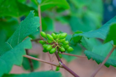 Ağaçta yeşil üzümler asılı, sıcak. Olgunlaşmamış üzümlere iyi bakılıyor. Modern tarım, Vineyard 'ın doğa geçmişi. Üzüm konsepti