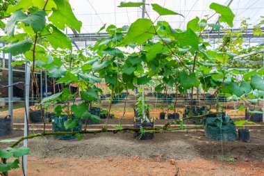 Ağaçta yeşil üzümler asılı, sıcak. Olgunlaşmamış üzümlere iyi bakılıyor. Modern tarım, Vineyard 'ın doğa geçmişi. Üzüm konsepti