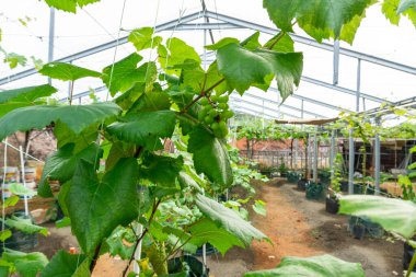 Ağaçta yeşil üzümler asılı, sıcak. Olgunlaşmamış üzümlere iyi bakılıyor. Modern tarım, Vineyard 'ın doğa geçmişi. Üzüm konsepti