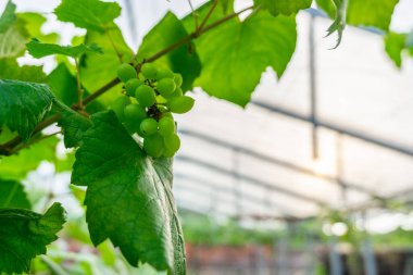 Ağaçta yeşil üzümler asılı, sıcak. Olgunlaşmamış üzümlere iyi bakılıyor. Modern tarım, Vineyard 'ın doğa geçmişi. Üzüm konsepti