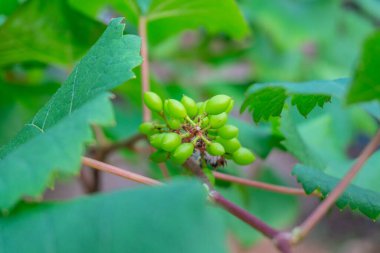 Ağaçta yeşil üzümler asılı, sıcak. Olgunlaşmamış üzümlere iyi bakılıyor. Modern tarım, Vineyard 'ın doğa geçmişi. Üzüm konsepti