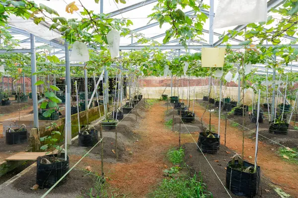 Ağaçta yeşil üzümler asılı, sıcak. Olgunlaşmamış üzümlere iyi bakılıyor. Modern tarım, Vineyard 'ın doğa geçmişi. Üzüm konsepti