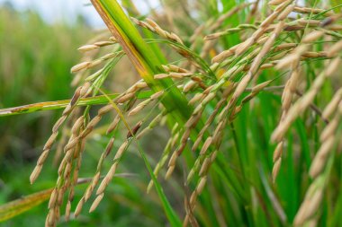 Pirinç tarlası arka planlı pirinç tohumlarının yakın plan fotoğrafı, güzel pirinç tarlaları. Bu Endonezya 'daki ve Asya' daki bazı ülkelerin temel gıdası..