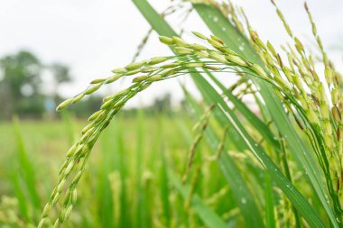 Pirinç tarlası arka planlı pirinç tohumlarının yakın plan fotoğrafı, güzel pirinç tarlaları. Bu Endonezya 'daki ve Asya' daki bazı ülkelerin temel gıdası..