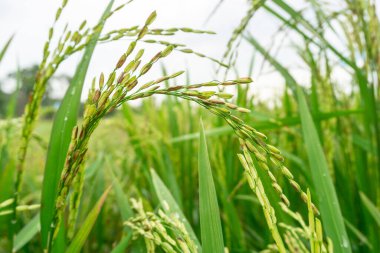 Pirinç tarlası arka planlı pirinç tohumlarının yakın plan fotoğrafı, güzel pirinç tarlaları. Bu Endonezya 'daki ve Asya' daki bazı ülkelerin temel gıdası..