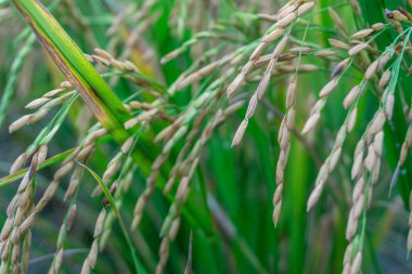 Pirinç tarlası arka planlı pirinç tohumlarının yakın plan fotoğrafı, güzel pirinç tarlaları. Bu Endonezya 'daki ve Asya' daki bazı ülkelerin temel gıdası..