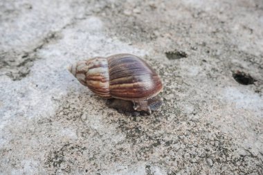 Salyangoz ya da Latince adıyla Lissachatina fulica, Achatinidae familyasına ait bir salyangoz türü. Betonda yavaş hareket eden dev Afrika kara salyangozları. Betonun üzerinde sürünen salyangozlar.
