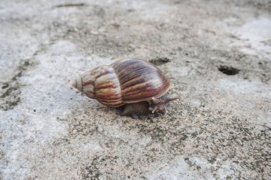 Salyangoz ya da Latince adıyla Lissachatina fulica, Achatinidae familyasına ait bir salyangoz türü. Betonda yavaş hareket eden dev Afrika kara salyangozları. Betonun üzerinde sürünen salyangozlar.