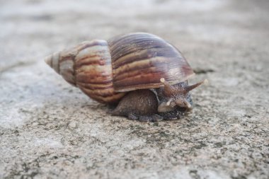 Salyangoz ya da Latince adıyla Lissachatina fulica, Achatinidae familyasına ait bir salyangoz türü. Betonda yavaş hareket eden dev Afrika kara salyangozları. Betonun üzerinde sürünen salyangozlar.