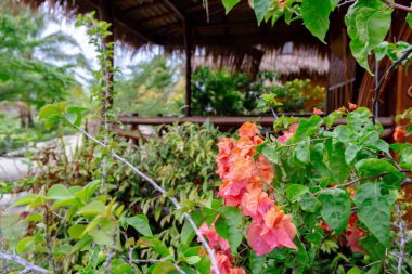 Anayolun koşuşturma ve koşuşturmasından uzakta sakin bir kulübenin manzarası ve atmosferi ve Endonezya 'nın binta bölgesinde çok özeldir. Beyaz kum ve güzel manzaralı temiz plajlar.