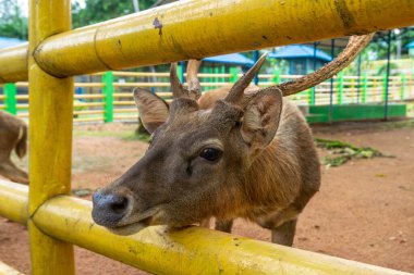 Hayvanat bahçesindeki kafeste bir geyik bir ziyaretçi tarafından besleniyor. Geyiklere iyi bakılıyor ve kafes temiz..