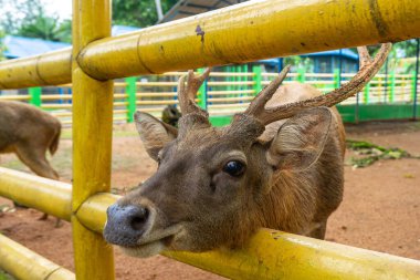 Hayvanat bahçesindeki kafeste bir geyik bir ziyaretçi tarafından besleniyor. Geyiklere iyi bakılıyor ve kafes temiz..