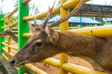 Hayvanat bahçesindeki kafeste bir geyik bir ziyaretçi tarafından besleniyor. Geyiklere iyi bakılıyor ve kafes temiz..