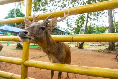 Hayvanat bahçesindeki kafeste bir geyik bir ziyaretçi tarafından besleniyor. Geyiklere iyi bakılıyor ve kafes temiz..