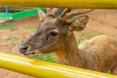 Hayvanat bahçesindeki kafeste bir geyik bir ziyaretçi tarafından besleniyor. Geyiklere iyi bakılıyor ve kafes temiz..